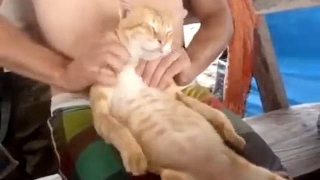 Персональный массажист когда жизнь кота пафоснее, чем у меня - Приколы до слез смотреть онлайн