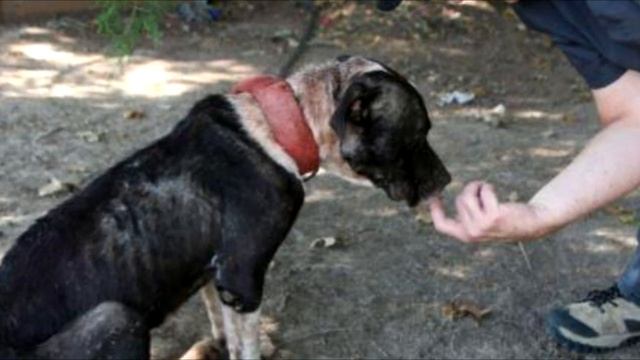 Собака на цепи была так сломлена, что даже не могла поднять голову смотреть онлайн