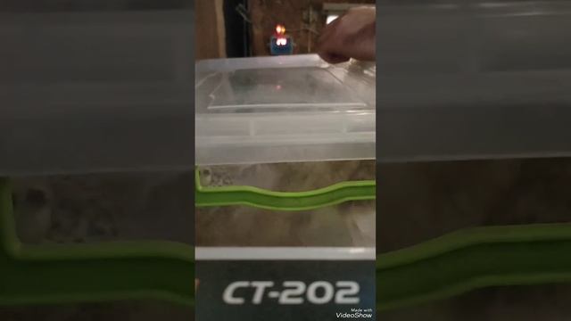 Перепелята породы Феникса тяжёлой линии, вес птенцов в 14д#перепела #феникс #породафеникс смотреть онлайн