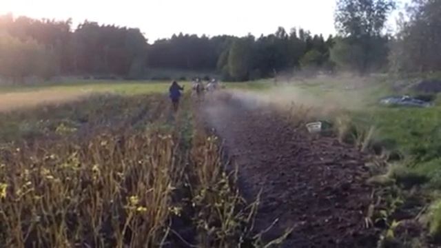 Potato Harvesting Fjord Horses