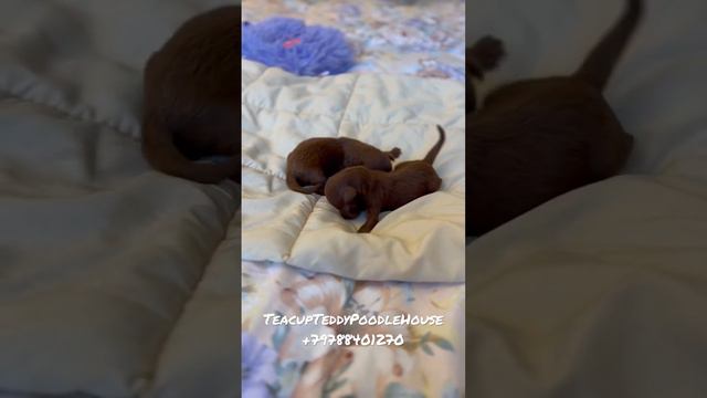 Тикап пудель микро . Новый помет ! Родители Корея и Китай только в нашем питомнике микро щенки