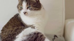 🎧 ASMR Cats Grooming #89 (3 hour loop)