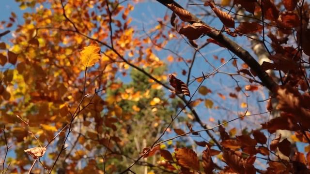 Wind Sounds 1 Hour / Wind Blowing Through Autumn Forest смотреть онлайн