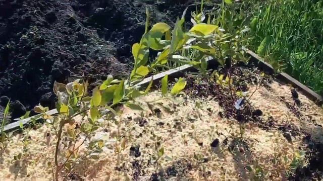 Обзор участка на 4 июня. смотреть онлайн