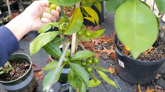 Calamondin or Calamansi care tips growing in Zone 7a or colder climate | Bountiful indoor calamondi смотреть онлайн