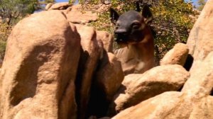 Гиенодон | Ужасный хищник миоцена | Вымершее животное. Видео про животных