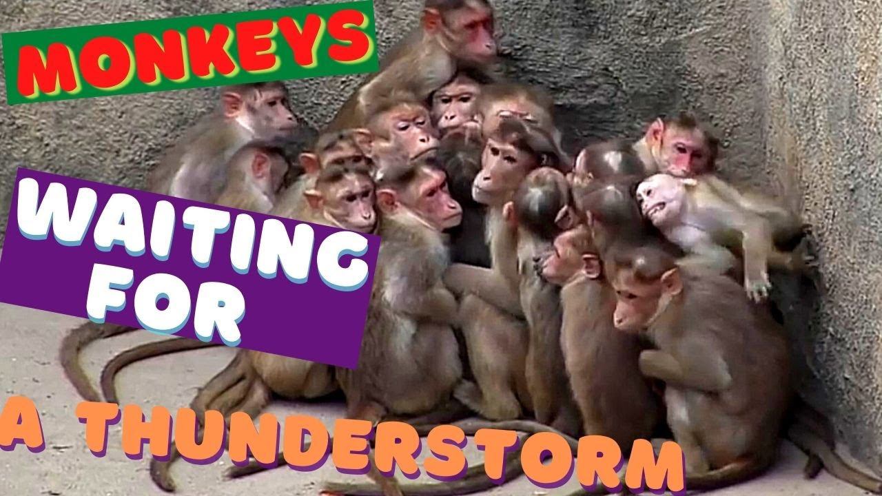 Monkeys united in a flock in anticipation of a thunderstorm смотреть онлайн