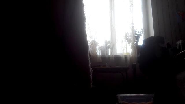 Черепаха сбежала!!!Где она??? смотреть онлайн