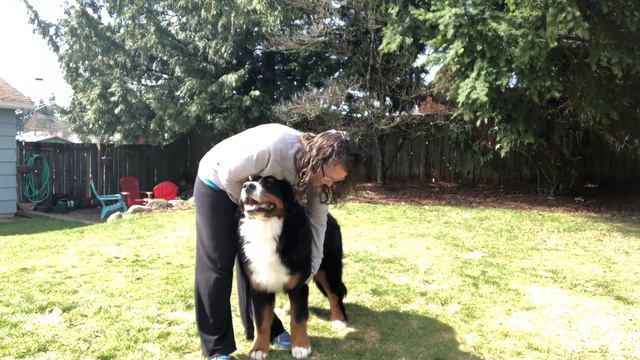 How to stack your dog for the show ring. Set the front and rear correctly. смотреть онлайн