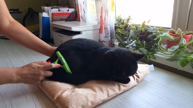 Grooming a british cat // Уход за британским котом по имени Марк! смотреть онлайн
