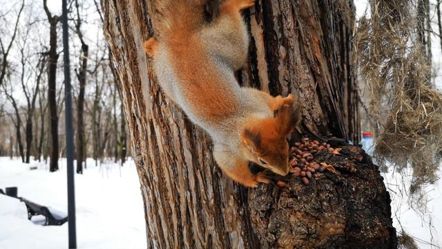 Белка не доверяет дереву - боится пакли и не садится) 😁 Squirrel doesn't trust the tree - won't sit смотреть онлайн