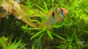 Обои на ТВ заставку - аквариум - плавающие рыбки и релакс