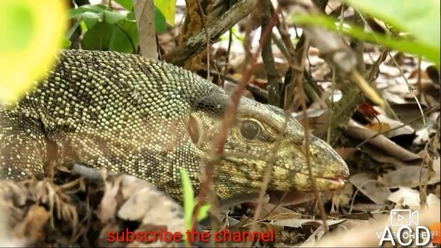 Comodo Dragon And Python Attack