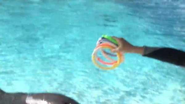 Dolphin Facts : What Kinds of Tricks Can Dolphins Do?