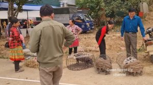 Robert sells piglets. Robert | Green forest life (ep279)