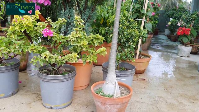 Adenium Somaleance Anaconda.