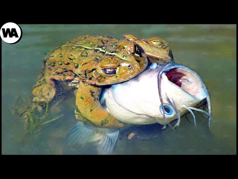 ▶️ Ошибки которые есть у Лягушек