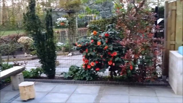 Grens Baarle-Nassau,Tuin Rhododendron, 18 april 2019 смотреть онлайн