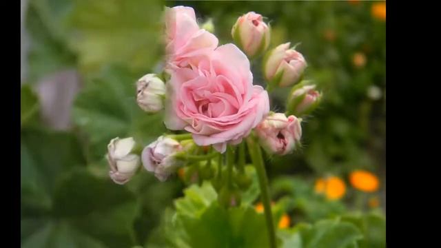 Millfield Rose-красавица розебудная пеларгония смотреть онлайн