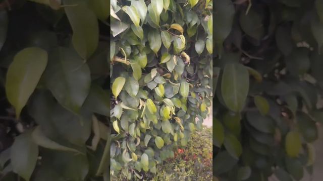 fikes ke paudhe mein kida/ fikes ke paudhe mein kide ka ilaaj / fikes Mein lagne wali Bimari смотреть онлайн