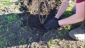 Жимолость-посадка и уход