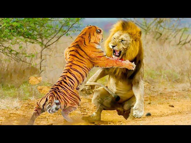 ЛЕВ ПРОТИВ ТИГРА!!! битвы львов и тигров! кто сильней?(реальные схватки)