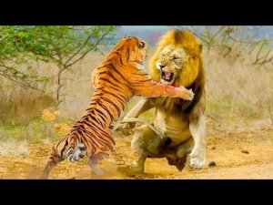 ЛЕВ ПРОТИВ ТИГРА!!! битвы львов и тигров! кто сильней?(реальные схватки)