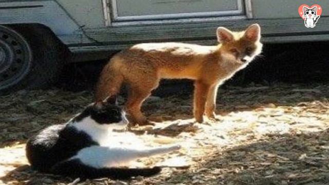 Die Ungewöhnliche Freundschaft: Füchsin Vixi Und Ihre Katzenbande