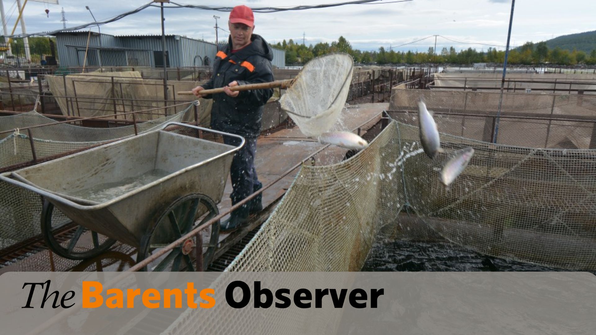 На Кольской АЭС расширят выращивание лосося и форели