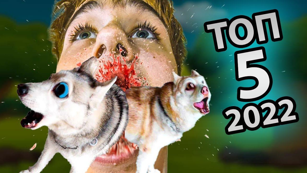 СОЖРИ СОБАК!! Лучшие 5 серий 2022 года! (Хаски Бандит) Говорящая собака смотреть онлайн