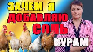 Зачем я добавляю СОЛЬ курам в пищу. Влияет ли это на яйценоскость, оперение, каннибализм и т.д.
