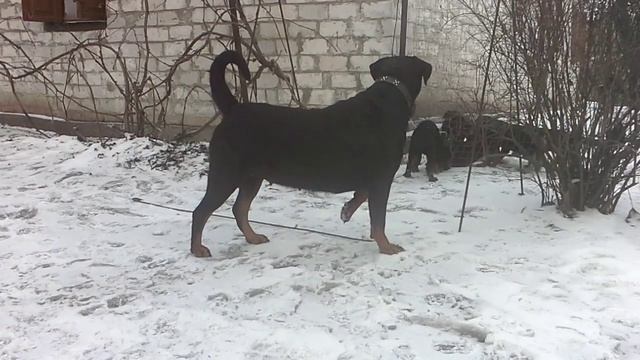 Щенки Ротвейлера 2 месяца и неделя смотреть онлайн