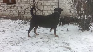 Щенки Ротвейлера 2 месяца и неделя