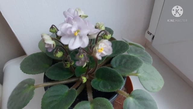 Фиалка-мини Н-Умка смотреть онлайн