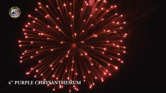 4d Purple chrysanthemum смотреть онлайн
