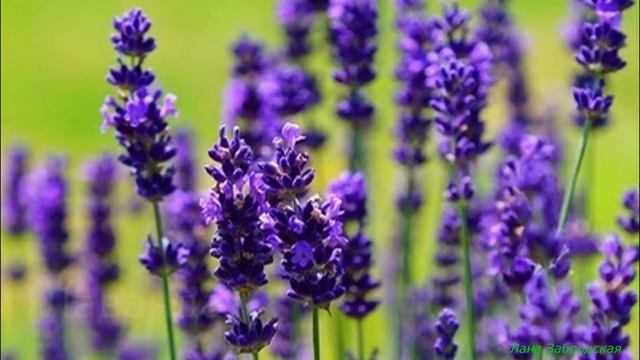 Красивые цветы для бордюров, миксбордеров, рабаток смотреть онлайн