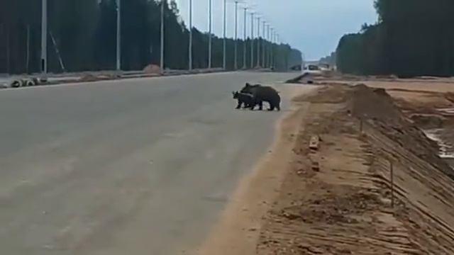 Трасса Москва Санкт Петербург новая и ее жители. смотреть онлайн