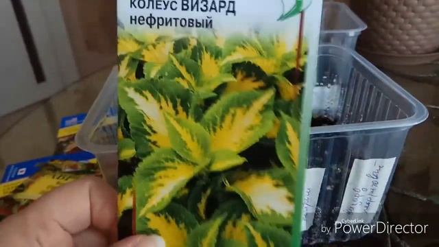 Колеусы. Обзор на 10 день и месяц после посадки смотреть онлайн