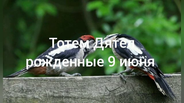 Тотем Дятел рождённые 9 июня смотреть онлайн