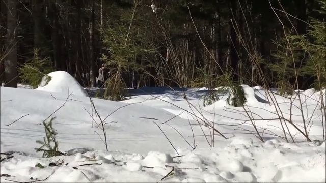 Лыжная прогулка ПапаМамаЯ смотреть онлайн