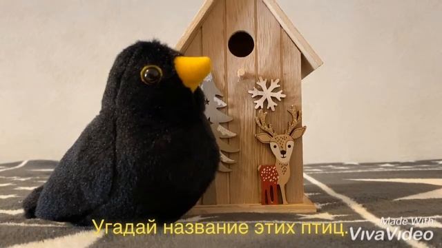 Угадай название птиц смотреть онлайн