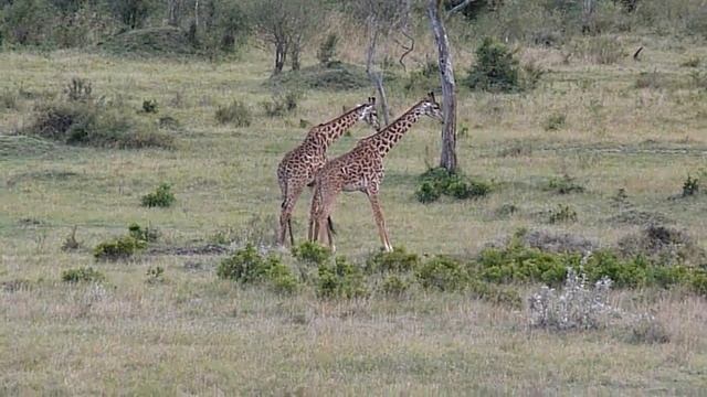 Kenya Masai Mara, Giraffes battle, Кения Масаи Мара, битва жирафов. 16+ смотреть онлайн