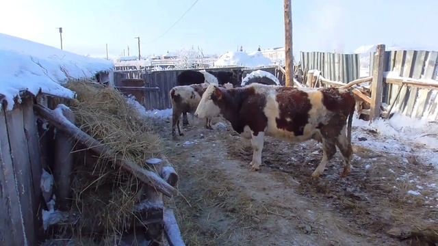 Экономлю сено хватит ли на зиму коровы тебенюют снег поле смотреть онлайн