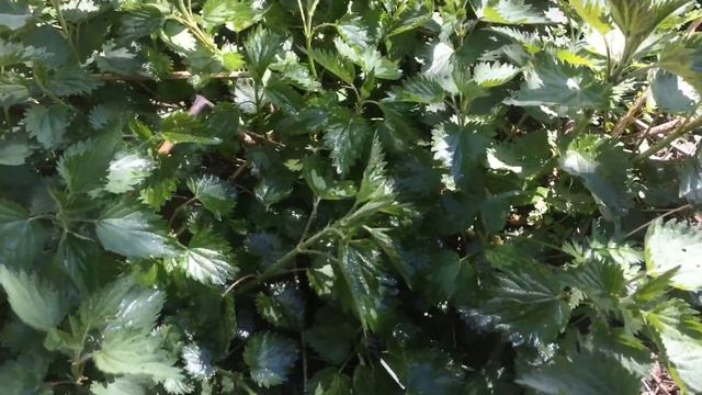 Как избавиться от крапивы в саду легко и просто!!