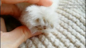 Щенок ши тцу  Когти и подушечки на лапках  Анастасия Фролкова