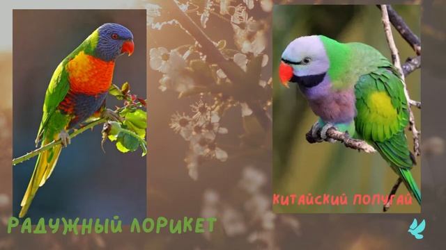 Виды попугаев с фото смотреть онлайн
