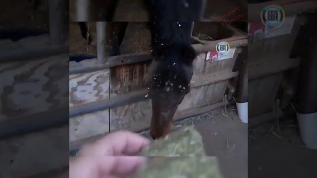 Смешные видео с животными #2 смотреть онлайн