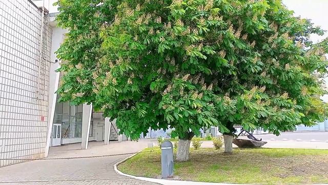 Таганрог Морвокзал и новый причал // Taganrog Seaport And A New Pier