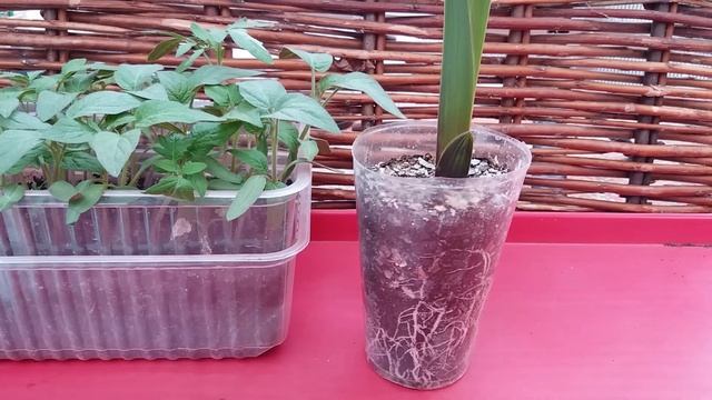 Апрель №3.Посев савойской и декоративной капусты. Георгины однолетние и многолетние. Спаржа. смотреть онлайн