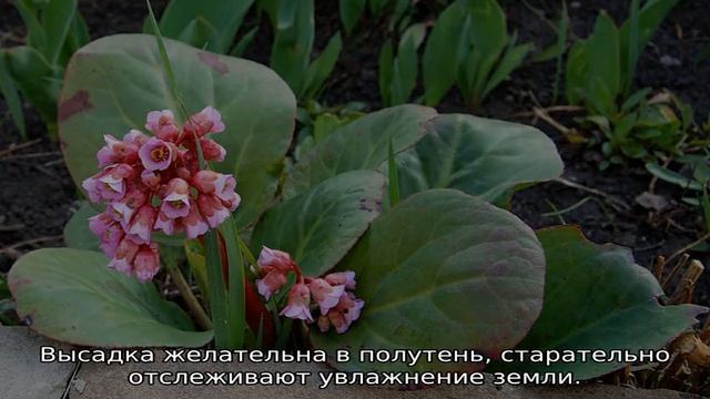 Травянистые растения: описание, разнообразие и виды смотреть онлайн